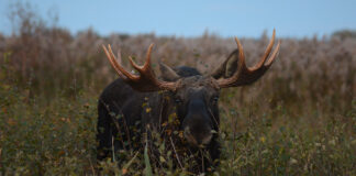 Så er der elskovssyge elge i sigte