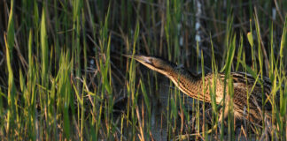 Fremgang for spøgelset på listefødder i rørskoven