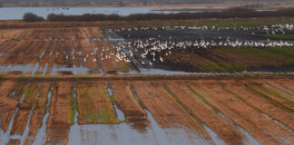 Nye tider for Spritmarken