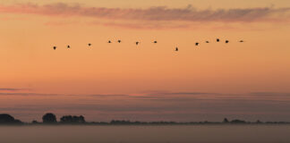 Tranens trompet spiller tidens melodi i Lille Vildmose