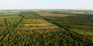 Regnvand og dæmninger sikrer mere liv i Paraplymosen