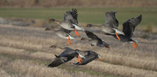 GPS-sendere skal afsløre gæssenes rejseruter og spisevaner