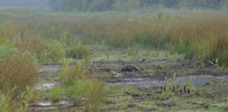 På listefødder efter mørkets mårhunde i Vildmosen