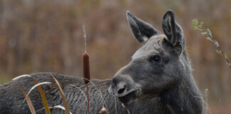 Penge haves, projekter søges