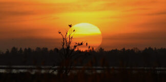 Historien om et træ