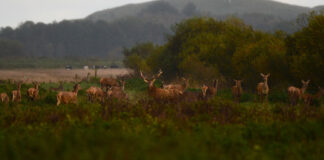 Kronede dage for krondyret Krondyr i Lille Vildmose. Foto: Jan Skriver