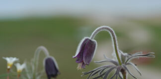Helt ude på overdrevet: Gulhøj med Gudsbenådet udsigt og flora i farvepragt Nikkende kobjælde. Foto: Jan Skriver